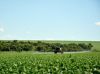 Biofuels globally emit more CO2 than the fossil fuels they replace - study
